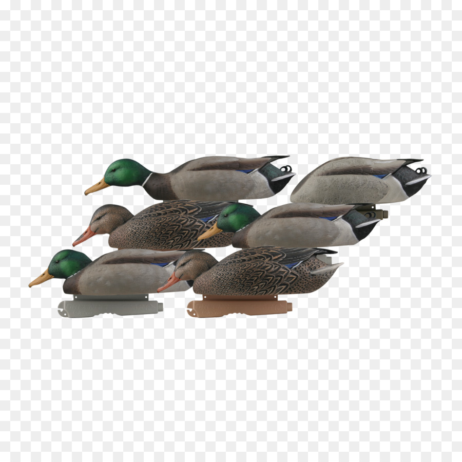 El ánade Real，Pato PNG