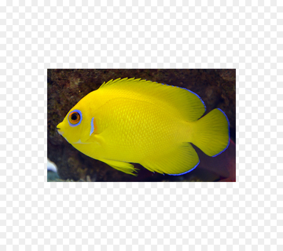 Holacanthus，Acuarios PNG