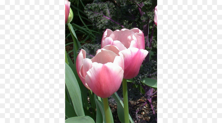 Tulipanes Rosados，Tulipanes PNG