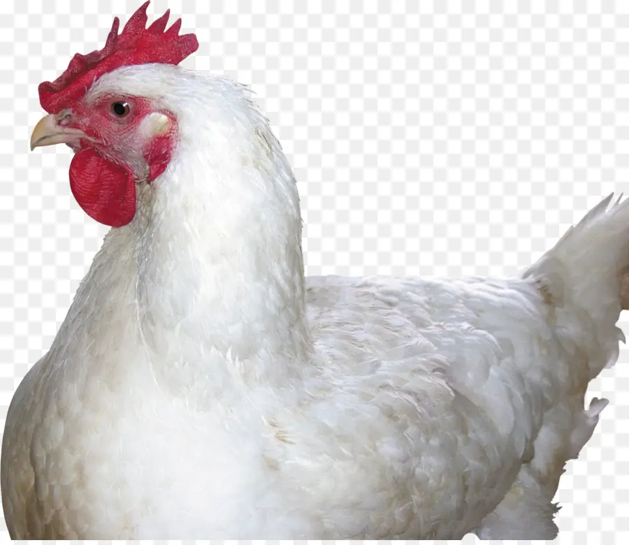 Pollo，Pollo Al Curry PNG