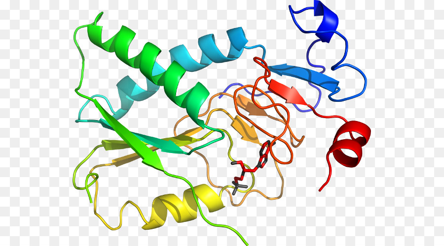 Estructura De La Proteína，Molécula PNG