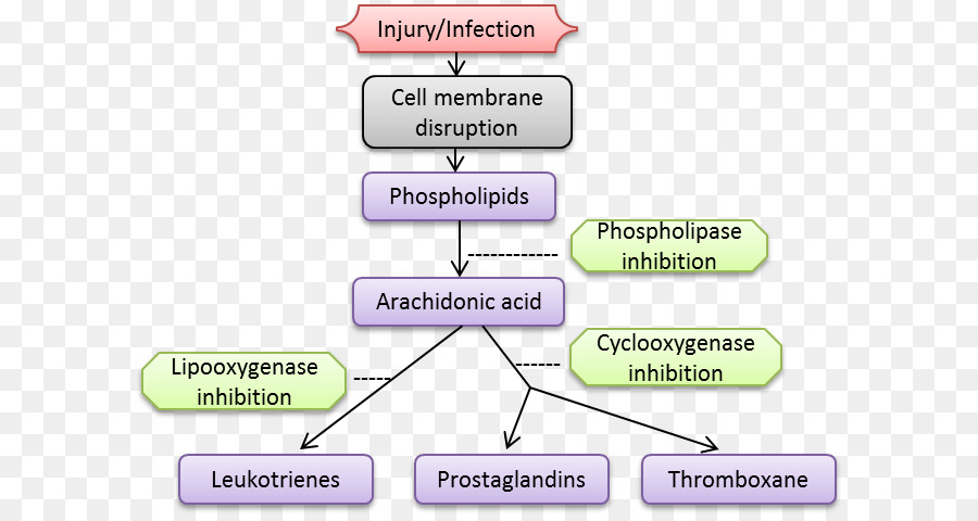 La Inflamación，Pielonefritis PNG