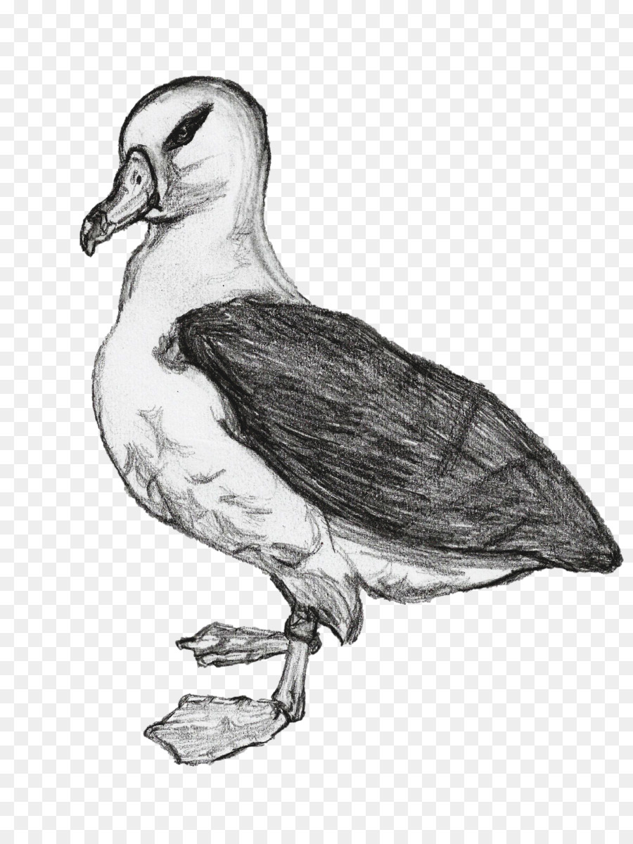 Pato，Pájaro PNG