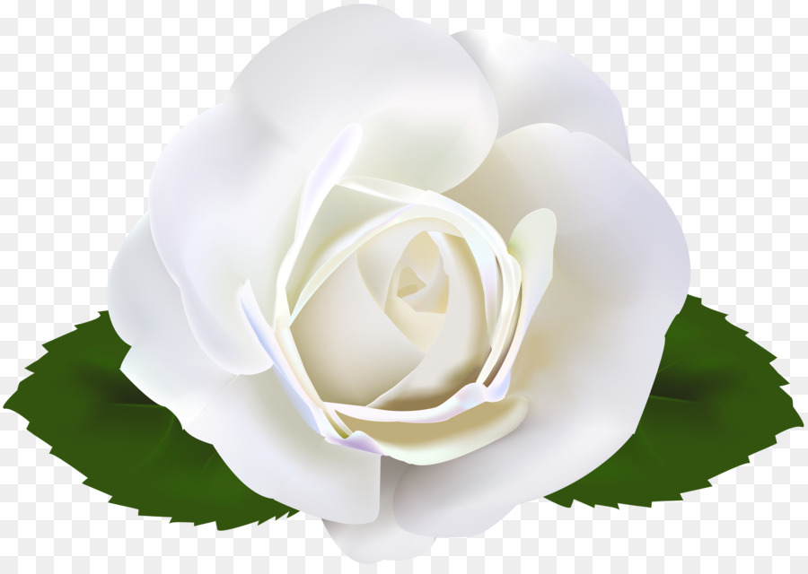 Flor Blanca，Hojas PNG