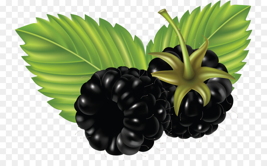 Blackberry，Iconos De Equipo PNG