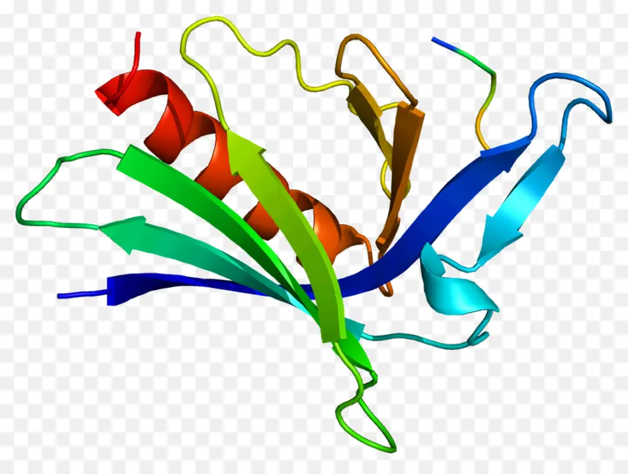 Estructura Proteica，Biología PNG