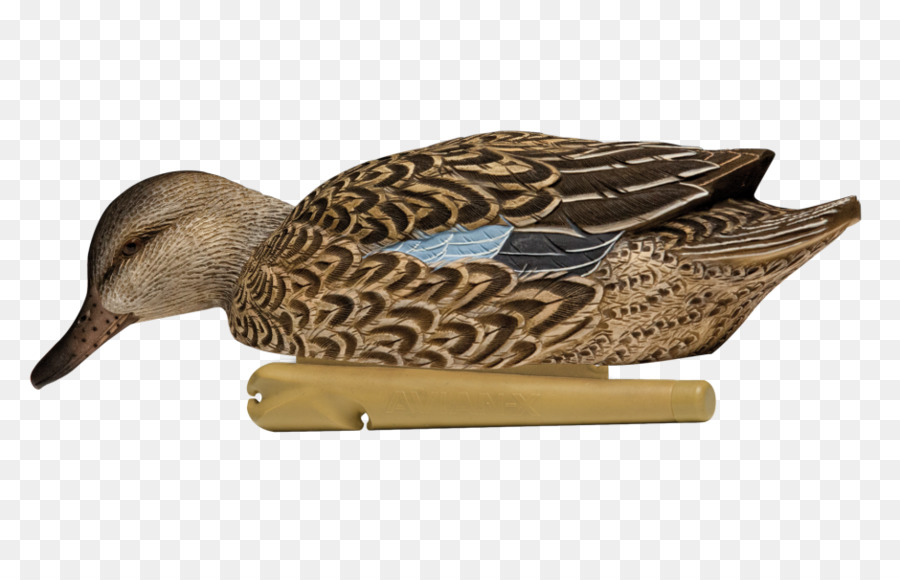 El ánade Real，Pato PNG