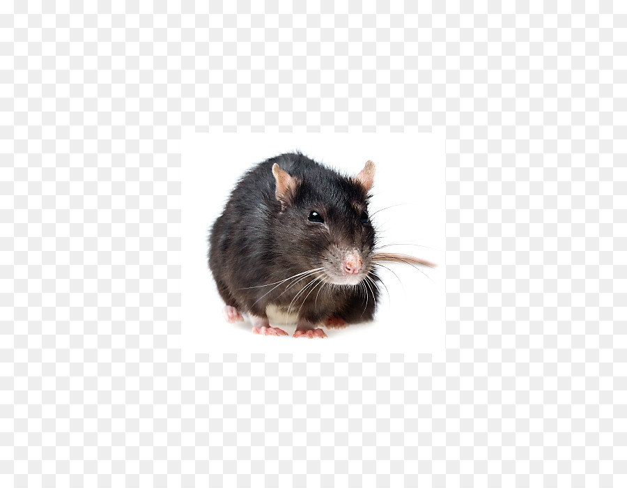 Ratón，Rata Negra PNG