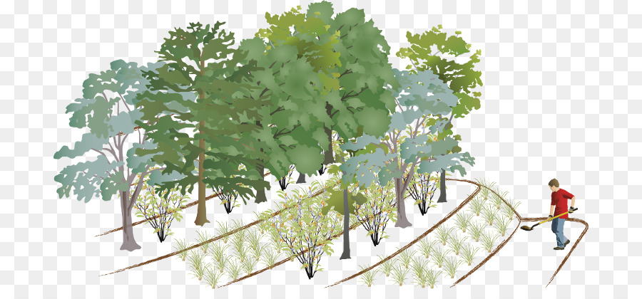 Bosque，Calendario PNG