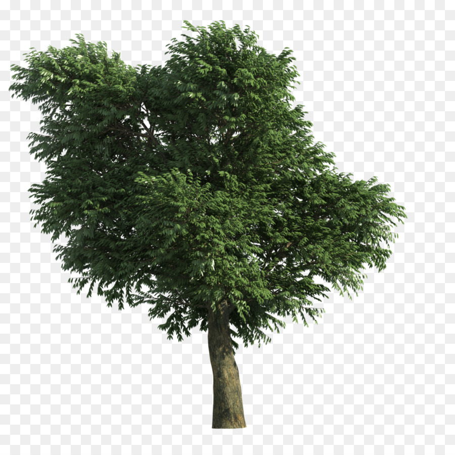 Pino Piñonero，árbol PNG