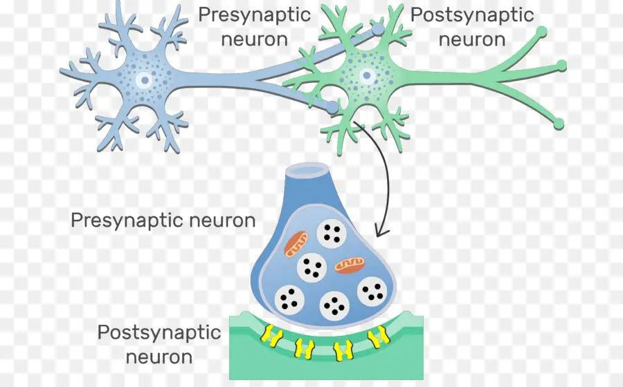 Sinapsis，Neurona PNG