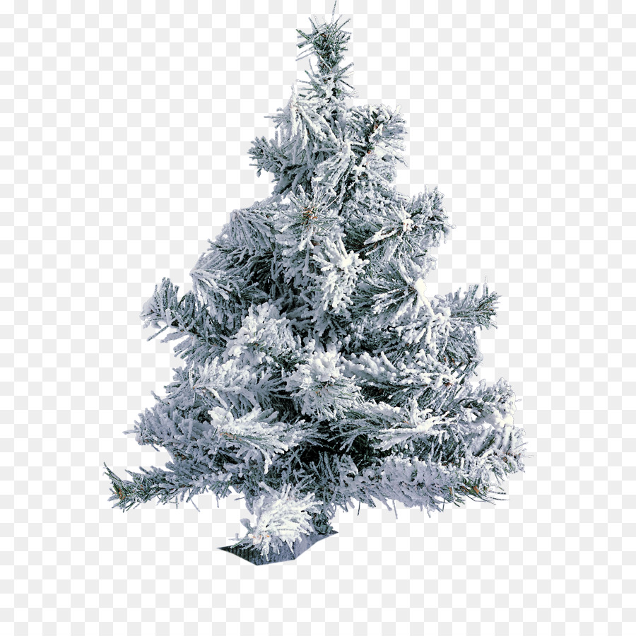 Fir，árbol PNG