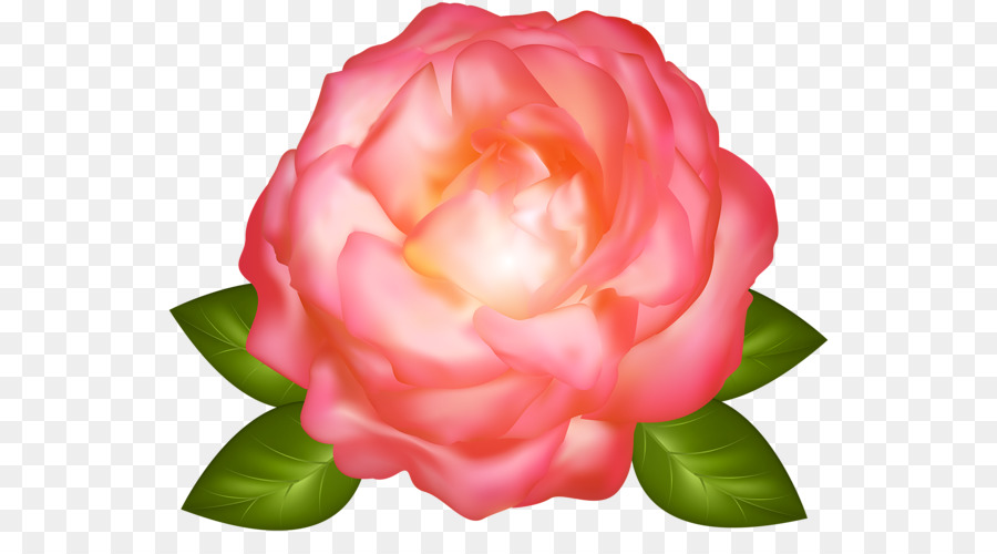 Rosa Rosa，Hojas Verdes PNG