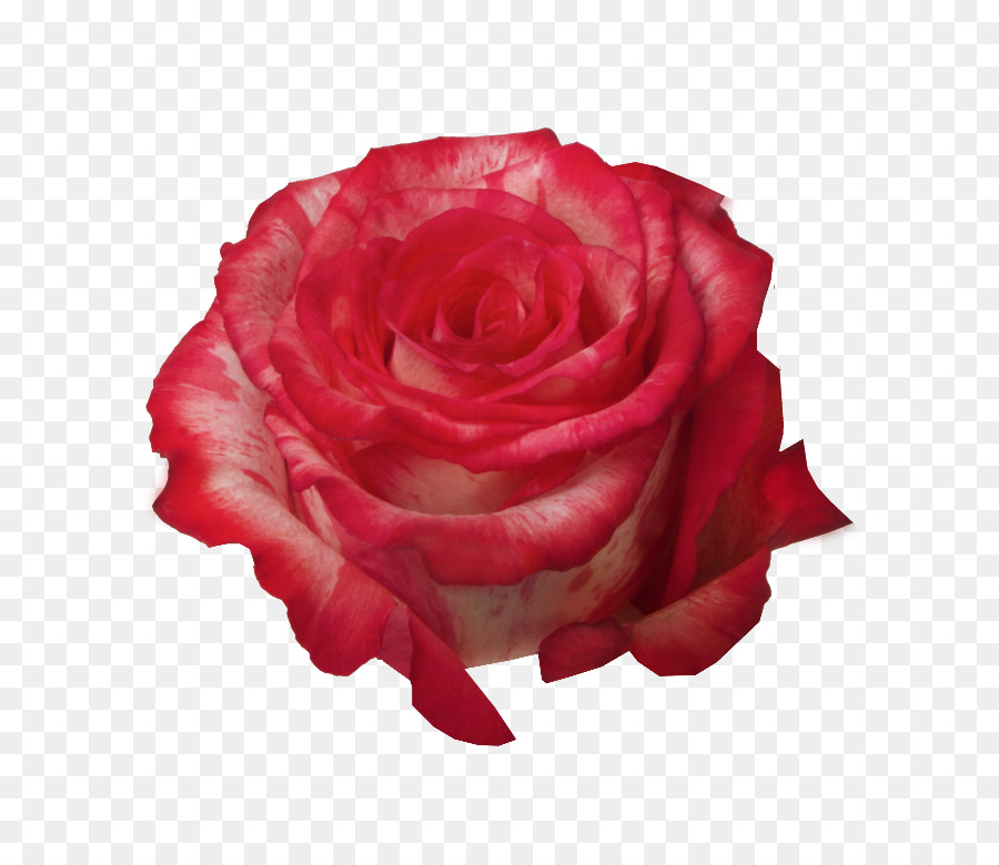 Rosa Roja，Florecer PNG