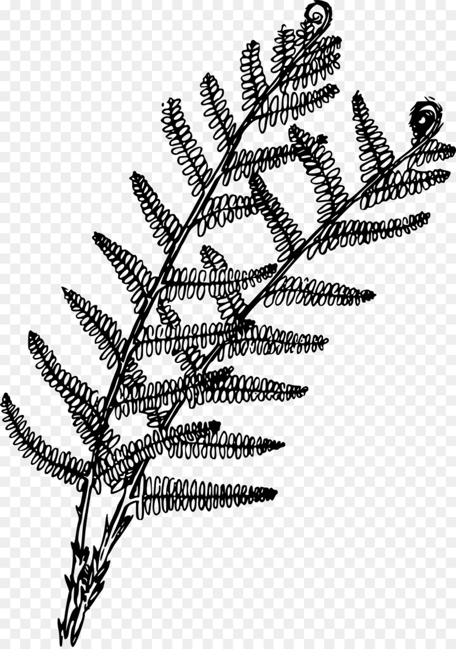 Fern，Imagen Digital PNG