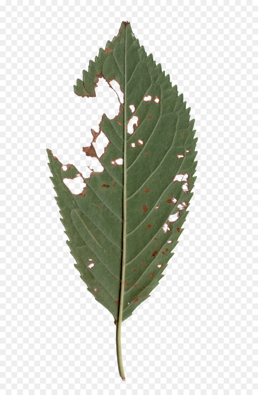 Patologia De Planta，Hoja PNG