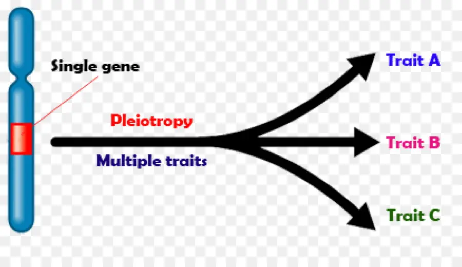 Pleiotropía，Gene PNG