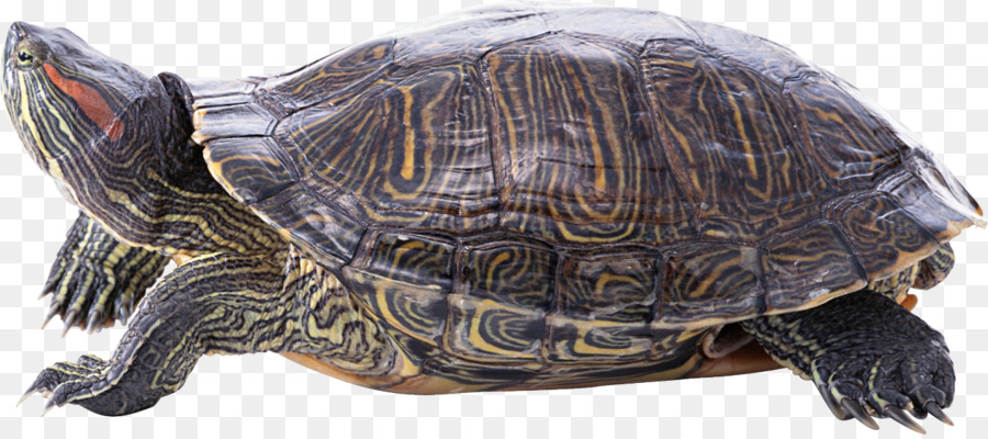 Tortuga，Reptiles PNG