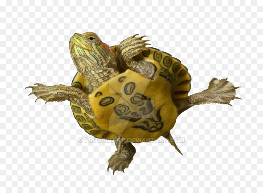 Las Tortugas De Caja，Tortuga PNG