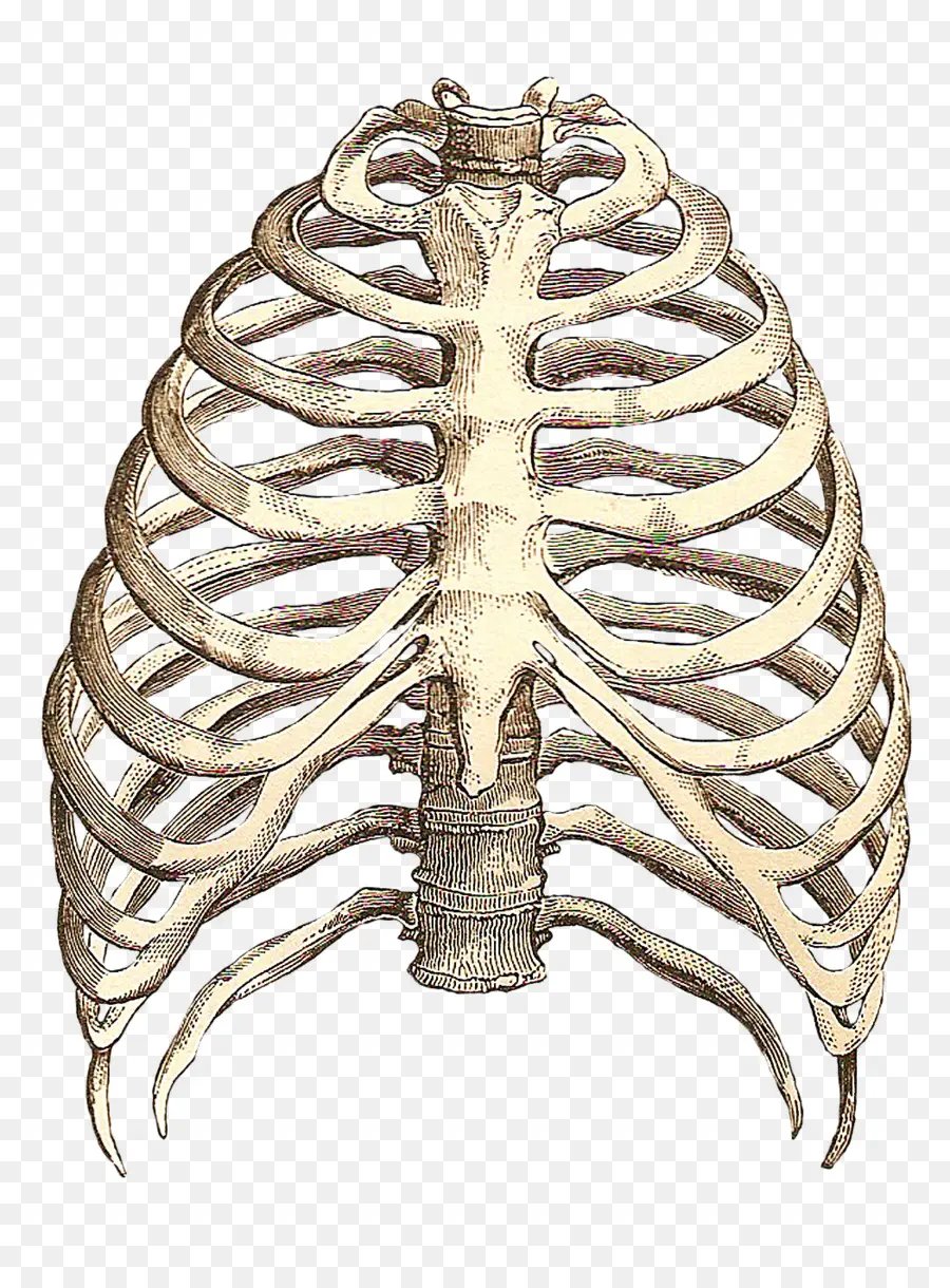 Corazón，Anatomía PNG