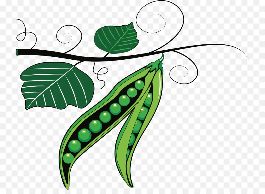 Pea，Sweet Pea PNG