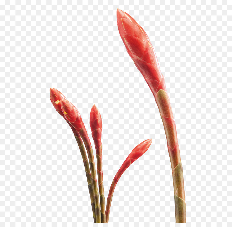 Flor，Florecer PNG