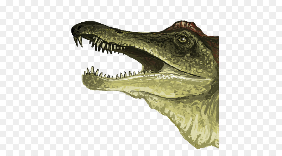 Dinosaurio，Dientes PNG