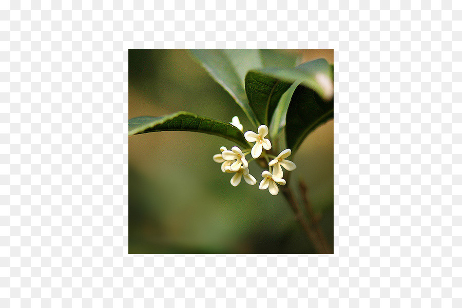 Planta，Osmanthus Dulce PNG