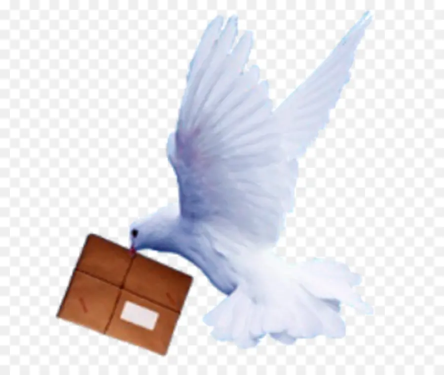 Homing Pigeon，Correo PNG