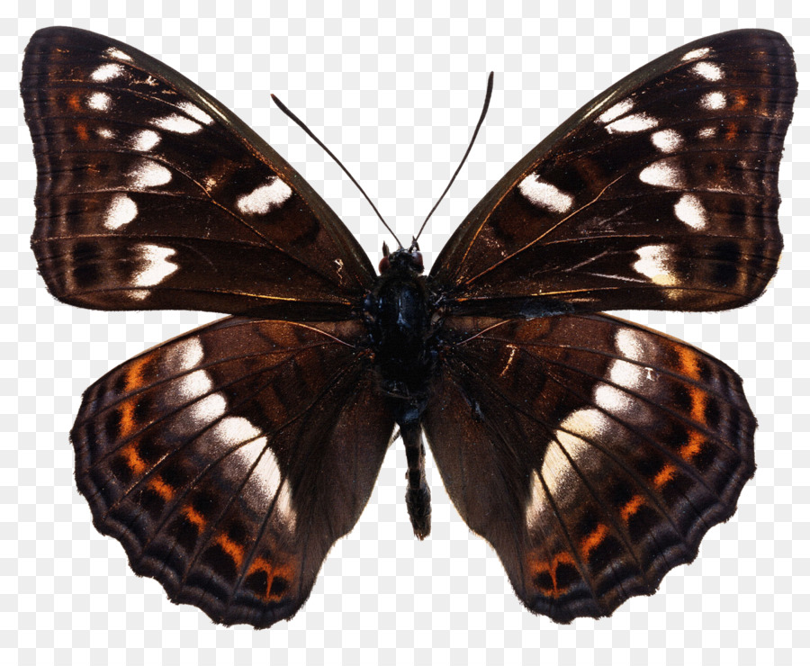 Mariposa，Mariposa De Swallowtail PNG