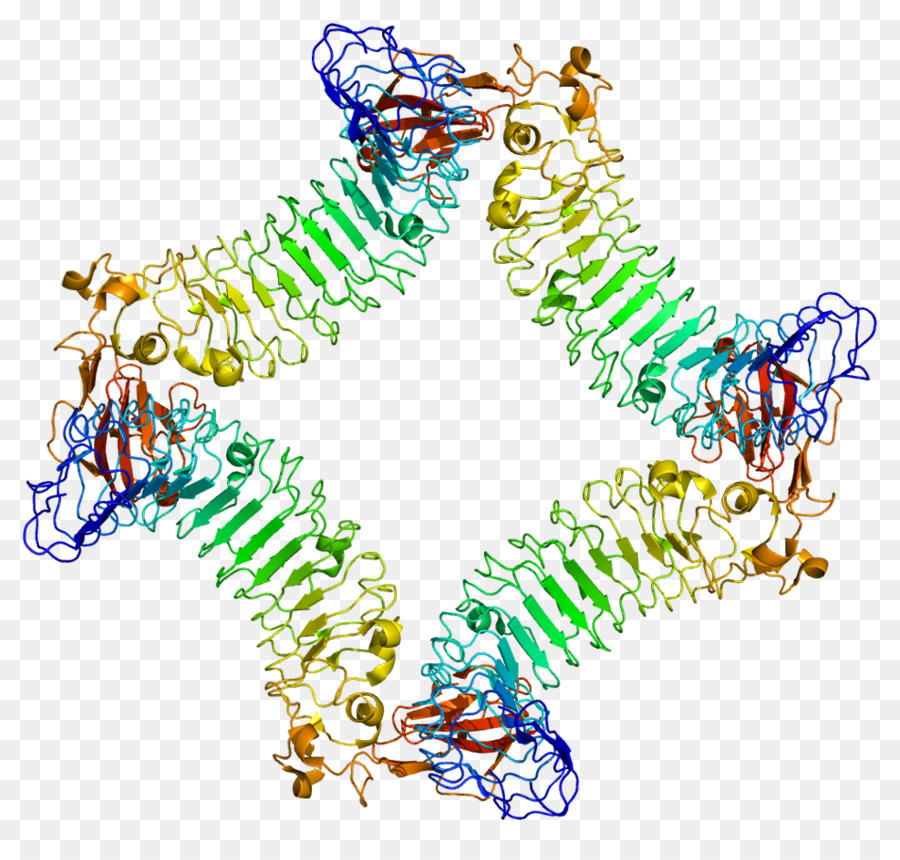 Proteína，Repetición De Leucinerich PNG