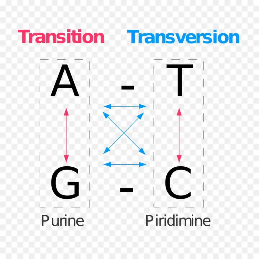 Punto De Mutación，Transversión PNG