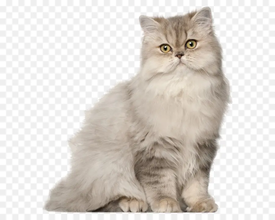 Gato Persa，Gato Munchkin PNG