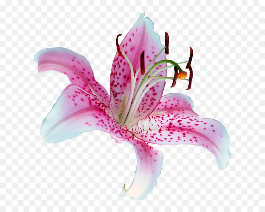 Lily Stargazer，Tiger Lily PNG