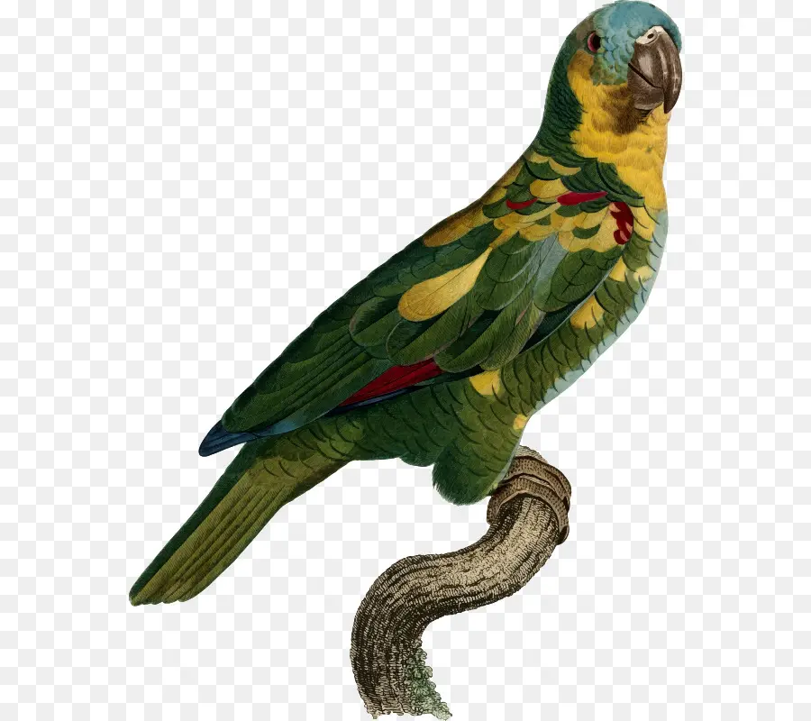 Parrot，Pájaro PNG