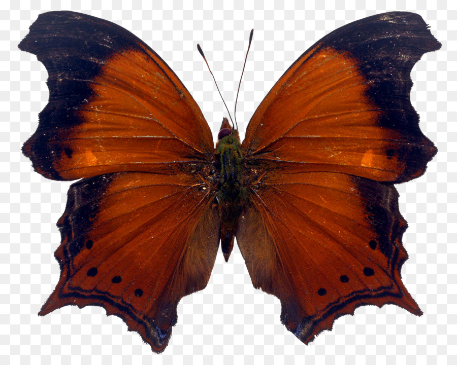 Brushfooted Mariposas，Mariposa PNG