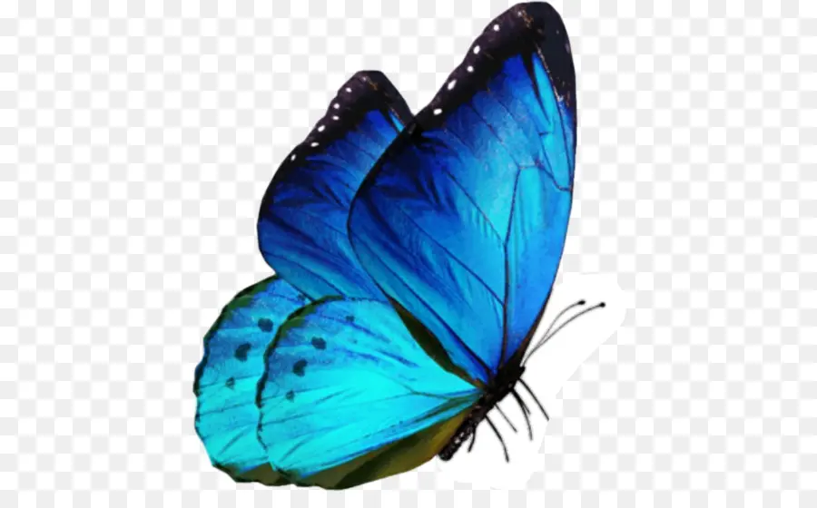 Mariposa Azul，Alas PNG