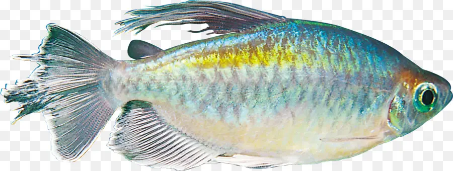 Los Peces，Escala PNG