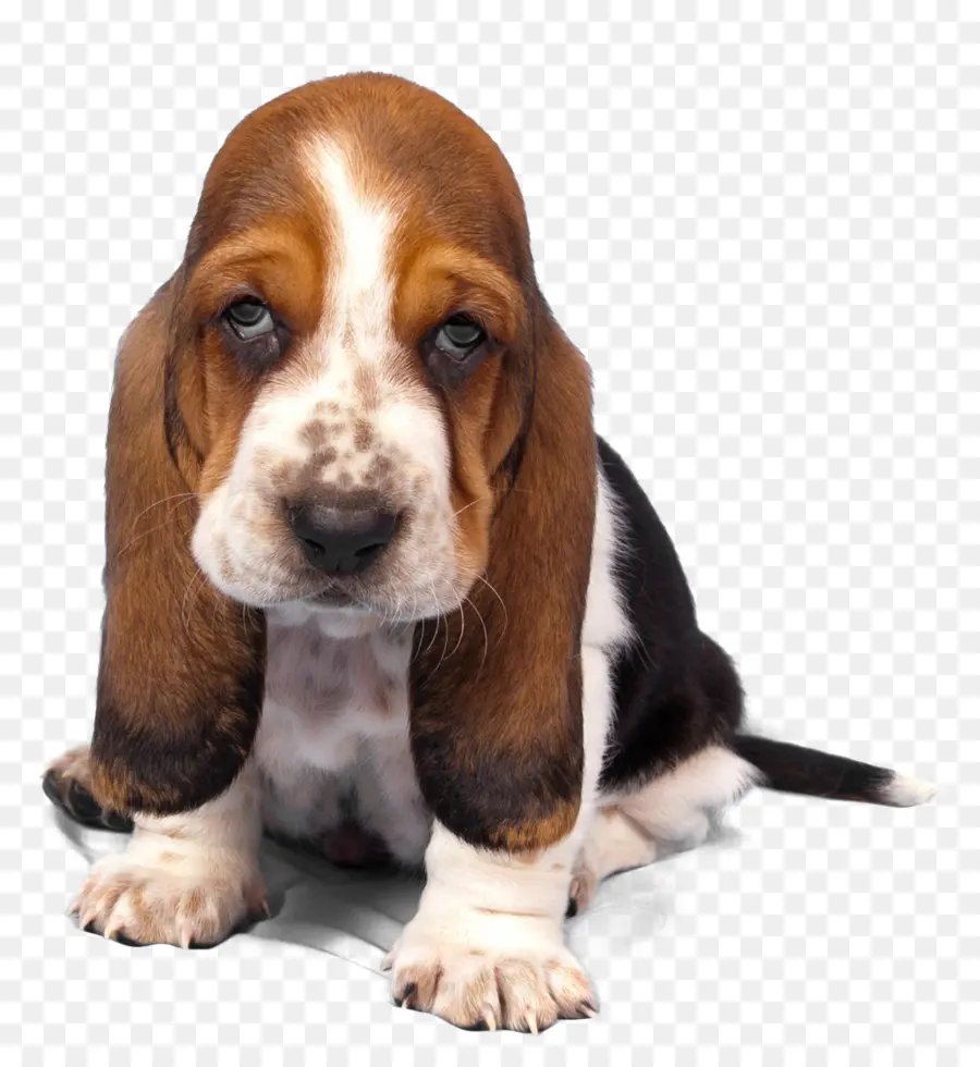 Basset Artésien Normand，Basset Hound PNG