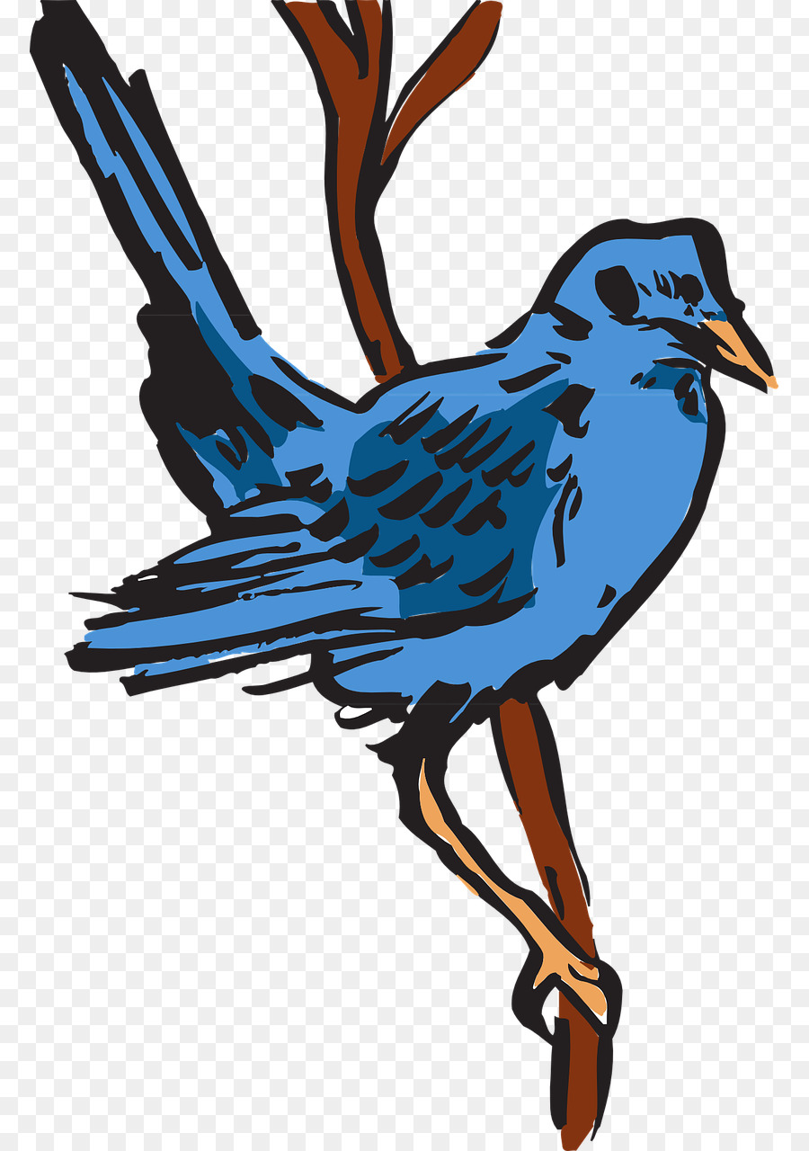 Pájaro，Pluma PNG