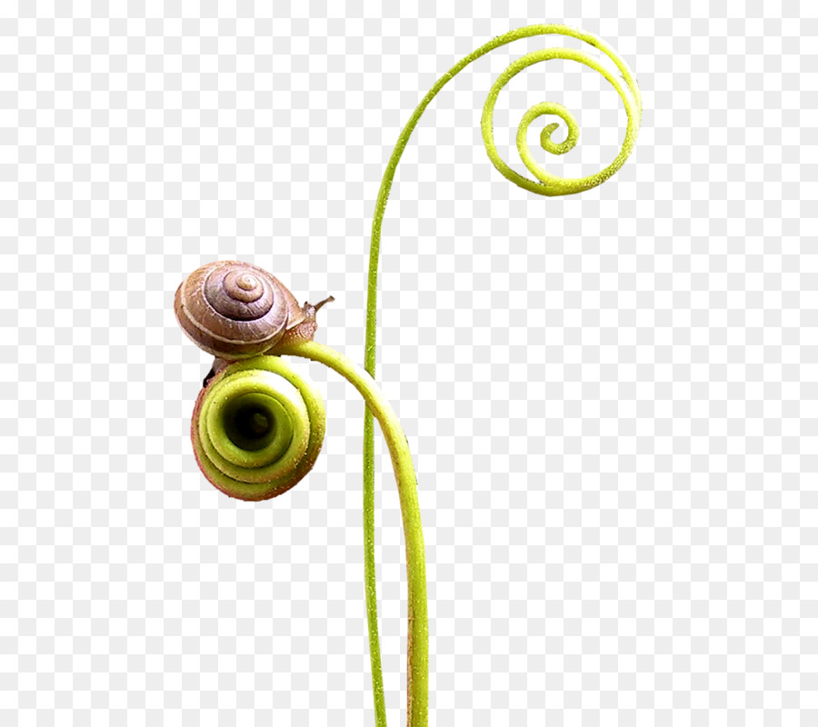 Caracol，Escargot PNG