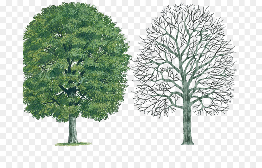 Árbol，Verde PNG