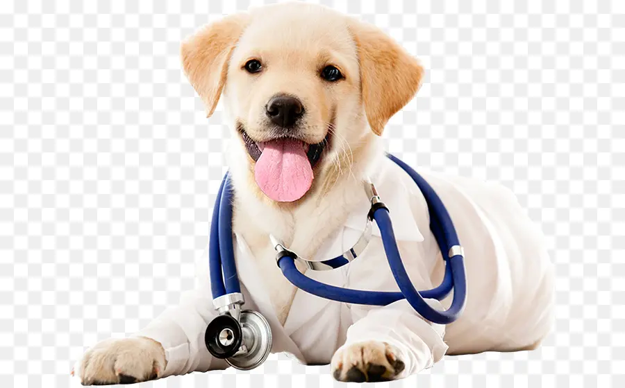 Médico Cachorro，Estetoscopio PNG