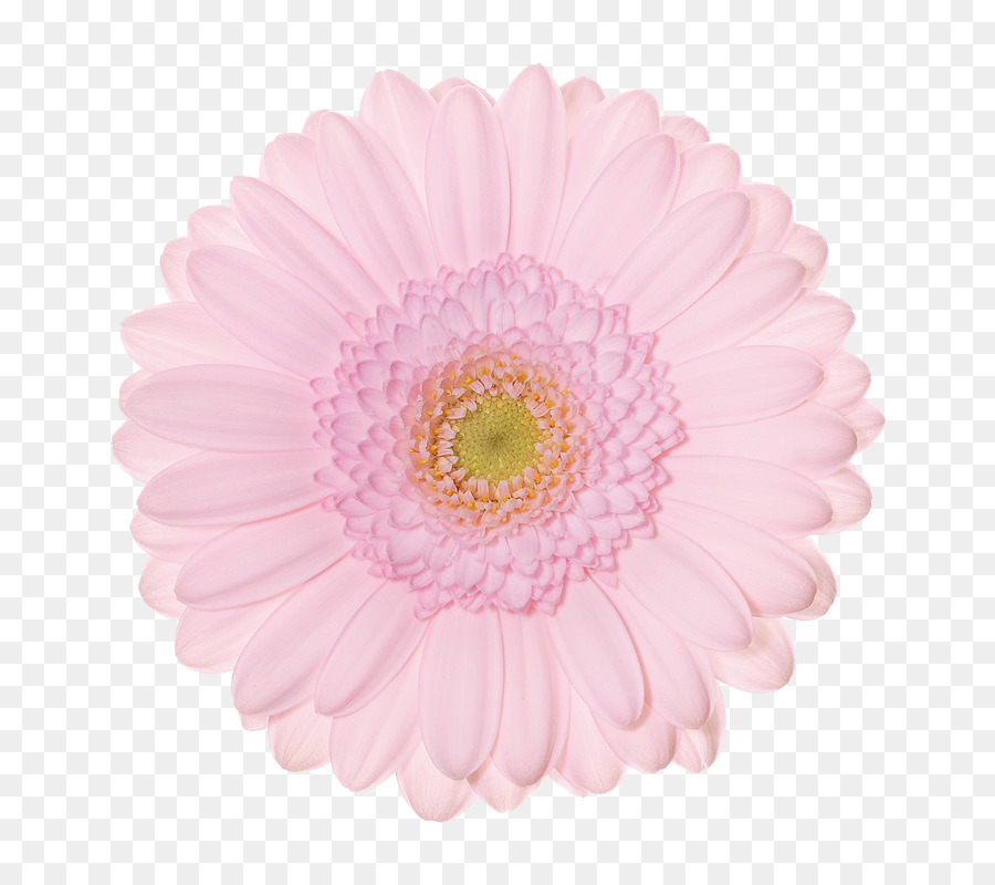 Flor，Rosa PNG