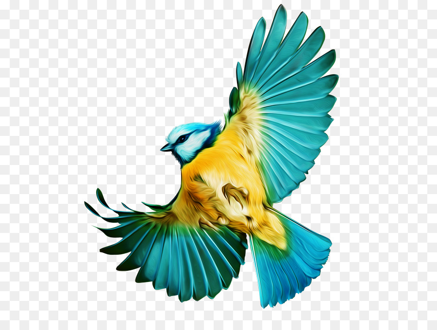 Pájaro，Vuelo PNG