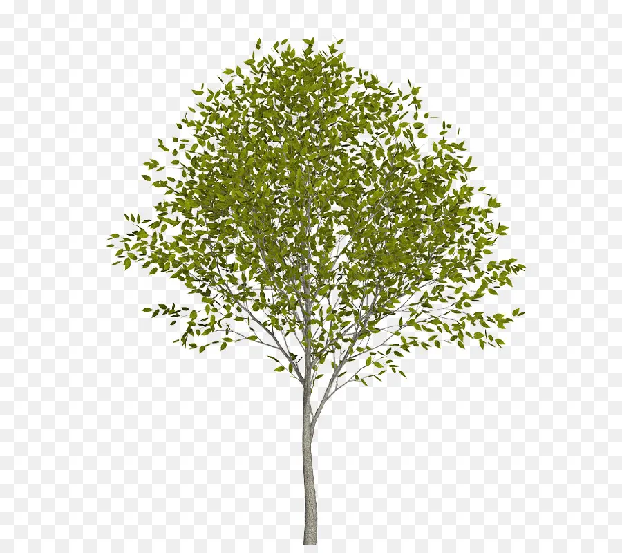 Árbol，Hojas PNG