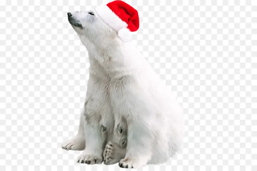 Oso Polar，Oso PNG