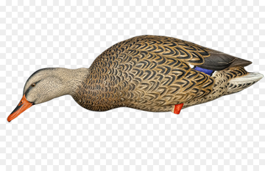 El ánade Real，Pato PNG