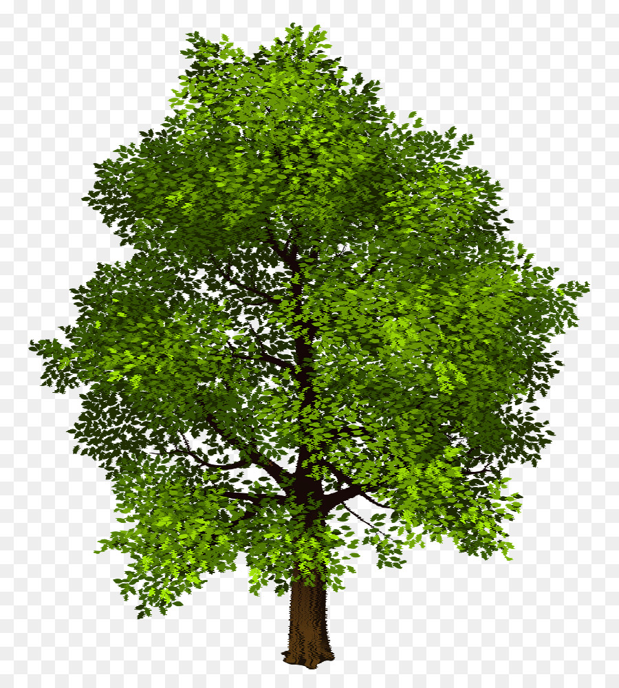 árbol De Sombra，árbol PNG