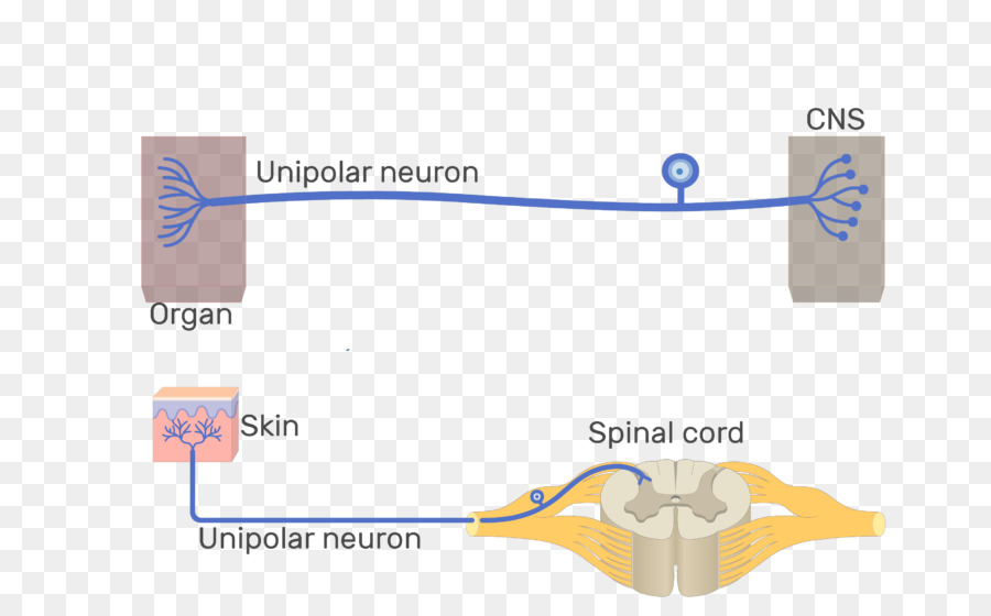 Neurona Unipolar，Neurona PNG